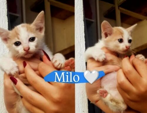 Milo dalla Sabina, non farti scappare l’occasione di amarlo per sempre