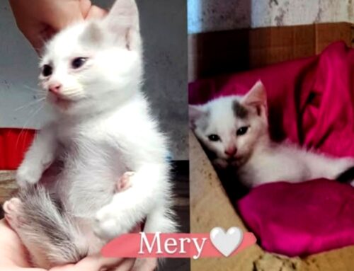 Il fascino della gattina Mery ti farà innamorare di lei: cerca adozione