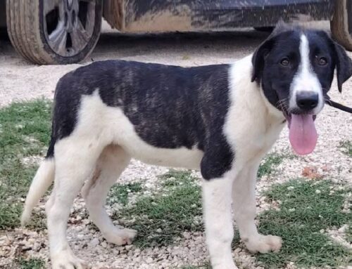 Amanda è una cucciola bellissima di 4 mesi e mezzo: non ti va di scoprire qualcosa in più su di lei?