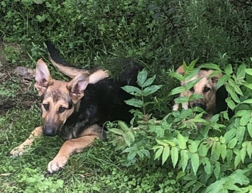 Cuccioli di Pastore Tedesco segnalati a Campolano (Cicolano)