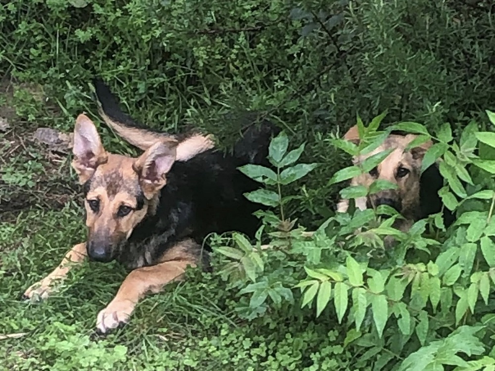 cane_cani_campolano_nicoletta_bennardo_ciddio_cicolano