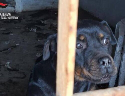 Denunciata 50enne per detenzione di animali in condizioni di sofferenza e contro natura