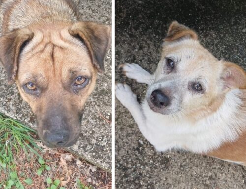 Due cagnolini avvistati a Roccantica, chi li riconosce? Lasciati acqua e cibo