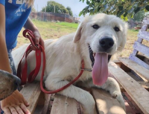 Sei interessato ad adottare Mimmo? Cucciolone di 7 mesi
