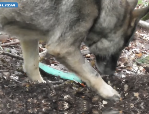 VIDEO – I cani poliziotto protagonisti nell’Operazione Boschetto Fonte Colombo da parte della Polizia di Stato