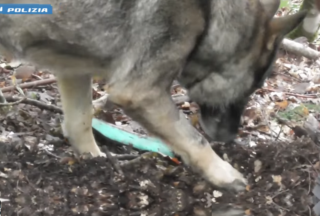 cane_poliziotto_boschetto_droga_fonte_colombo
