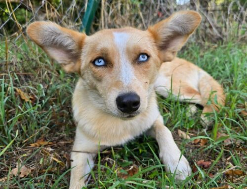 Tornata a casa la cagnolina smarritasi tra Rocca Sinibalda ed Oliveto