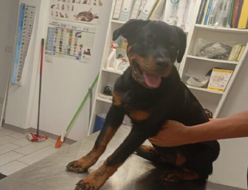 Cucciolone trovato vagante a Scandriglia, chi lo ha smarrito?