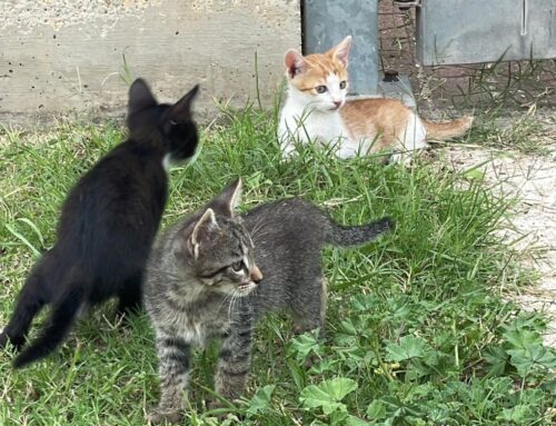 Micini in cerca di casa! Trovati al campo sportivo di Poggio Mirteto