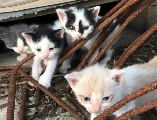 Vasto, cinque splendidi gattini in cerca di casa