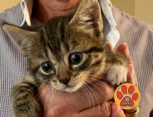 Fortunella ha 1 mese e sogna una adozione