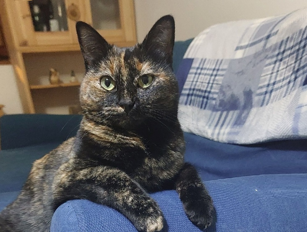 gatto_gatta_spenserina_smarrita_terminillo_veronica_carmesini_366_2963495