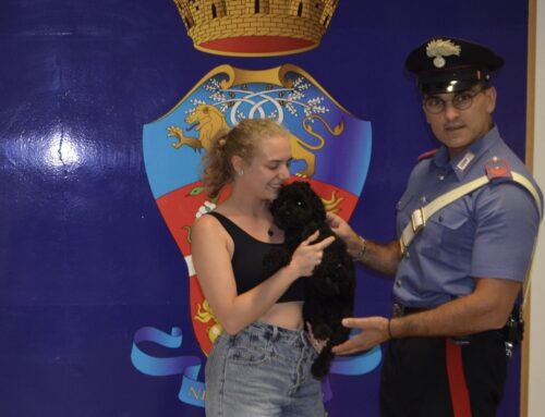 Eccolo Marlot, il barboncino che vagava tra le auto a Porta d’Arce. Salvato dai Carabinieri