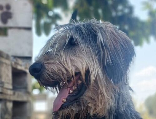 Timo, giovanissimo simil Griffon Nivernais in cerca di adozione e amore. Adora l’acqua