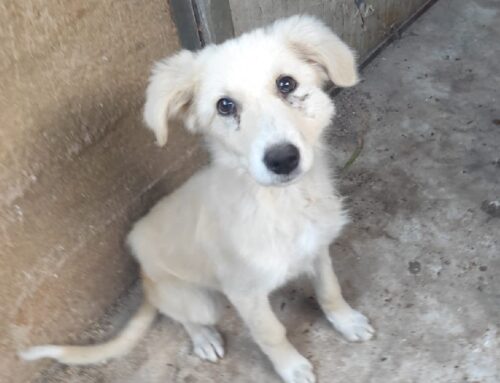 Che bello sarebbe se qualcuno si innamorasse di lei