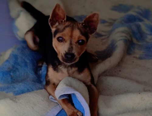 È appena arrivato al Canile di Vasto e il suo sguardo parla da solo
