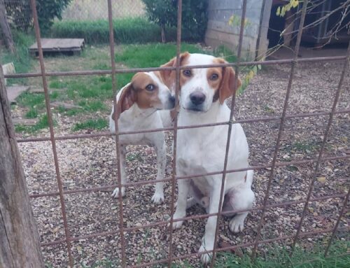 Rieti, scappato dal rifugio dopo aver saltato oltre due metri di rete: ricerche a tappeto