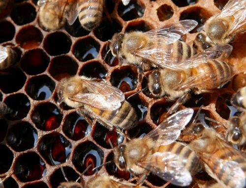 Ape mellifera selvatica, un passo avanti per la sua salvaguardia
