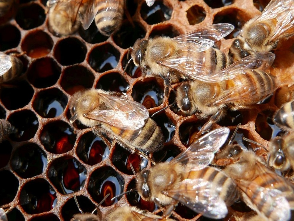Ape mellifere di una colonia selvaggia