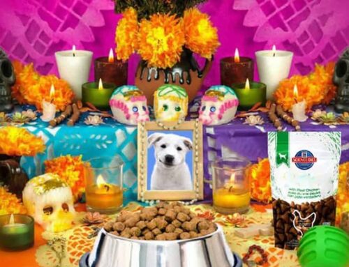 A Rieti il 27 ottobre la “Notte degli Spiriti Animali