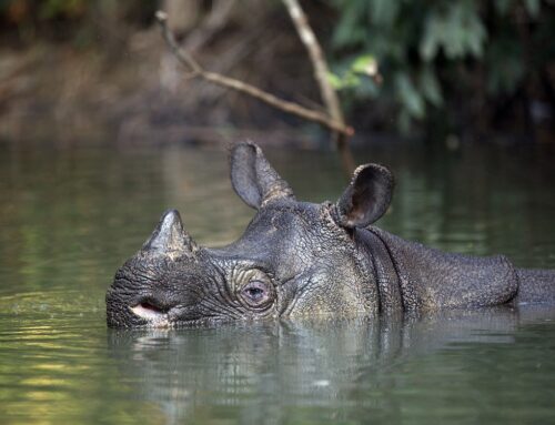 Halloween, WWF: “Sono troppi gli animali fantasma c he rischiamo di perdere per sempre”