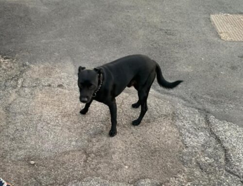 Vaga a Santa Rufina, cagnolino nero in strada: di chi è?