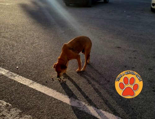 Di nuovo in strada: cagnolino al parcheggio CRAI della Terminillese