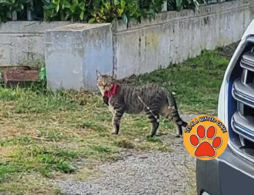 Gatto con collare vagante a Campoloniano, chi lo ha smarrito?