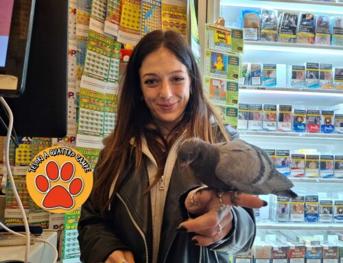 Ennesimo salvataggio. Martina ha salvato Nando, piccione ferito