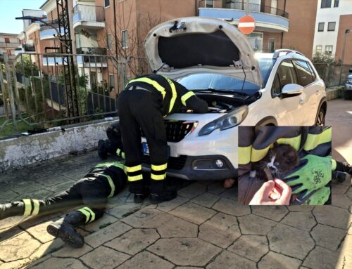 Salvato gattino bloccato nel motore di un’auto