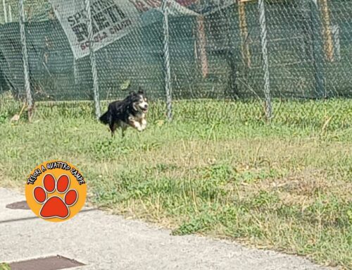 Cane vagante davanti al Vecchiarelli di Villa Reatina