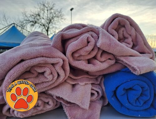 Dona coperte e prepara un giacigli a cani e gatti randagi che soffrono il freddo