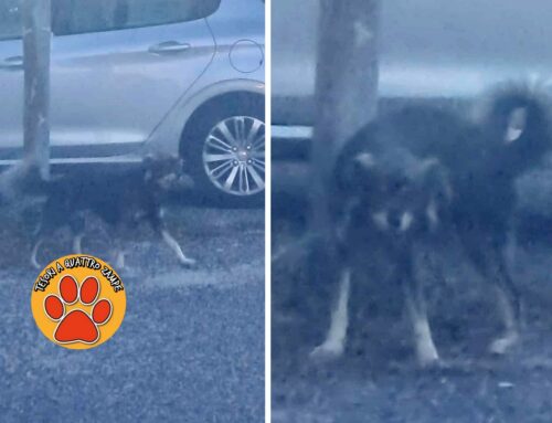 Cane spaventato in viale Fassini. Smarrito o vive in zona?