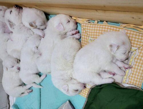 Prenotazioni aperte per adottare questi adorabili cuccioli