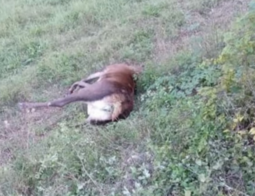 Segnalato Daino o Cervo in decomposizione tra Canestra e Vasche