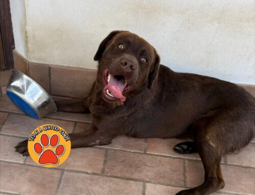 Labrador cioccolato smarrito a Castiglione di Cottanello (Rieti)