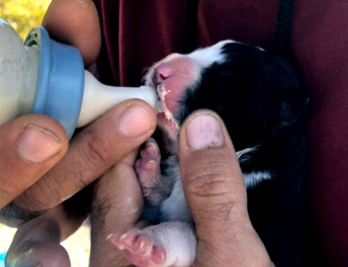 Sette cuccioli di cane abbandonati dentro una busta di plastica. Serve balia o latte in polvere