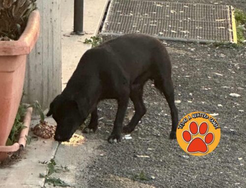 Cane vagante davanti al Conad di Poggio Nativo