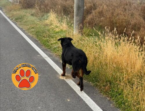Cane taglia medio grande in strada zona Piana Reatina: chi lo ha smarrito?