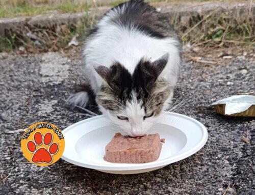 Affamato e miagolante, scovato a Campoloniano: si è perso?