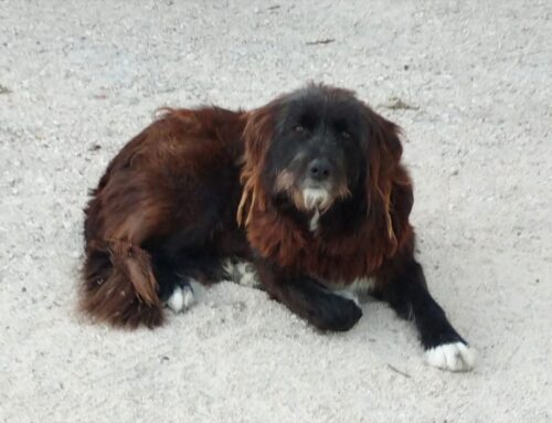 Cane segnalato a Gamagna di Fiamignano: si cerca la sua famiglia?