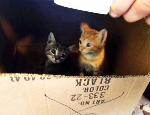 Gattini trovati a Fuori Dazio