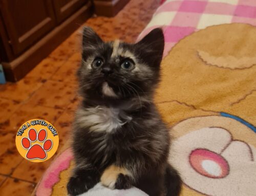 Gattina trovata abbandonata in un cespuglio cerca casa e famiglia