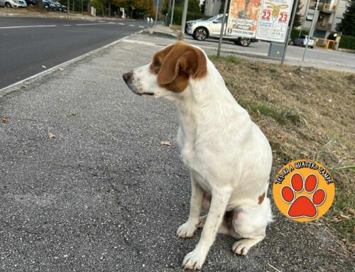 Ancora lui e ancora in strada, purtroppo