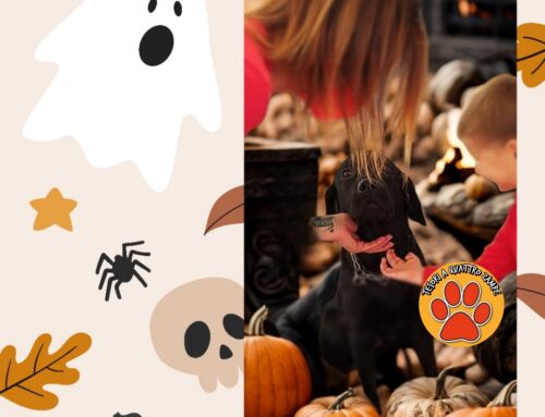 APPUNTI A SEI ZAMPE – Halloween senza stress: il costume giusto per il tuo cane