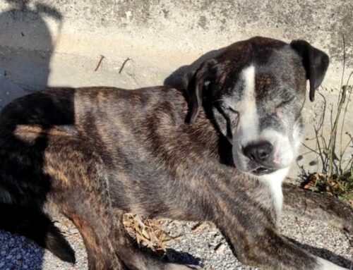 Cane anziano trovato davanti al Rocci di Passo Corese