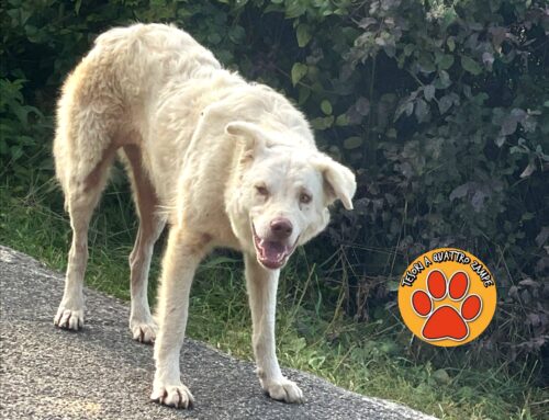 Cane in difficoltà zona Madonna della Luce