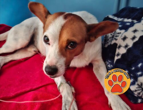 Raccolta fondi per pagare le spese di Dentino, il cagnolino deceduto per avvelenamento