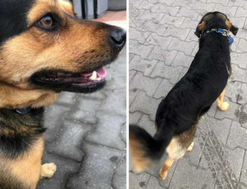 Cane vagante in strada a Vasto – Portobello. Chi lo riconosce?