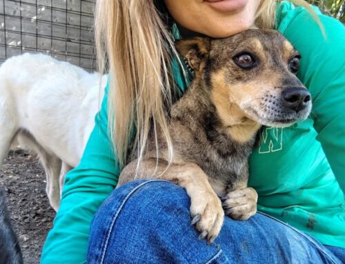 Lucky è un puffobuffo di 9 anni, taglia piccola, in cerca di adozione